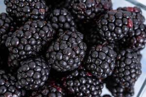 Blackberries - Premium ingredient for dog nutrition