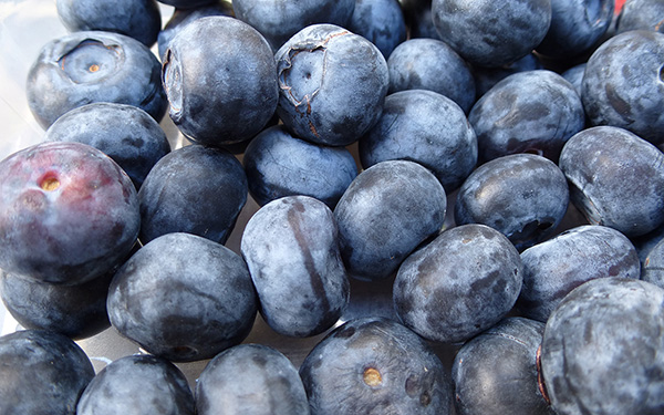 Blueberries - Premium ingredient for dog nutrition