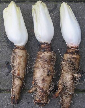 Chicory Root - Premium ingredient for dog nutrition