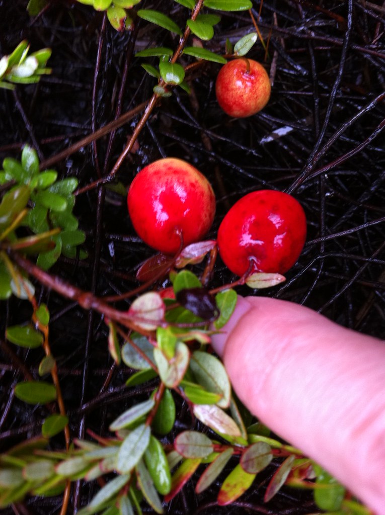 Cranberries - Premium ingredient for dog nutrition