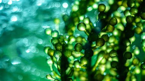 Marine Microalgae Oil - Premium ingredient for dog nutrition