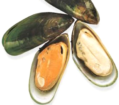 New Zealand Green Mussels - Premium ingredient for dog nutrition