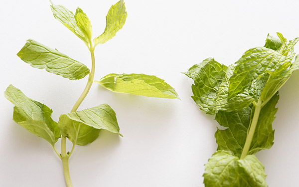 Peppermint - Premium ingredient for dog nutrition