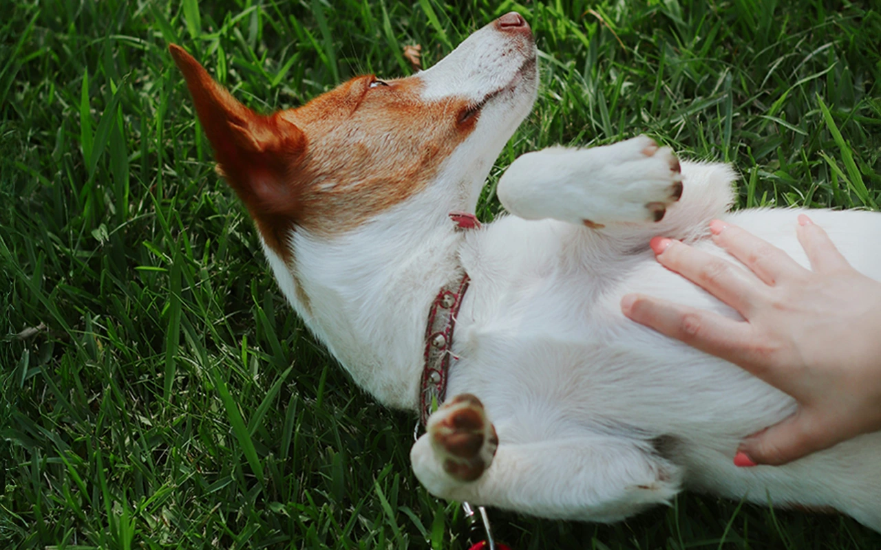 Pet parent gently assessing their dog's body condition through hands-on examination