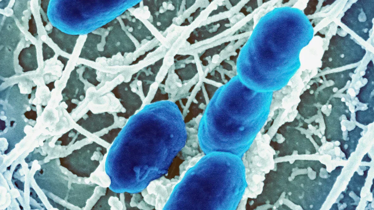 Microscopic view representing the complex ecosystem of beneficial bacteria in your dog's gut