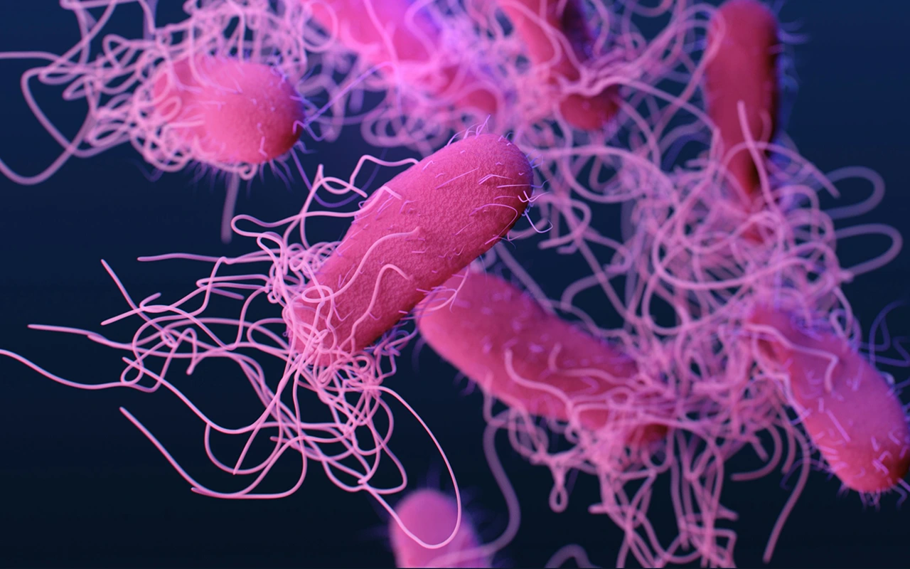 Example microbe representing the diverse microorganisms in your dog's gut