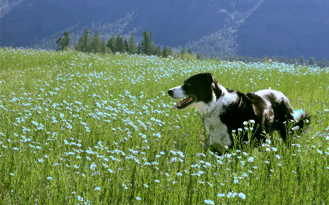 Pet parent observing their dog's daily wellness routine and monitoring health indicators