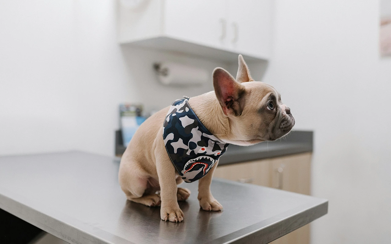Global veterinary collaboration and standards development for companion animal nutrition