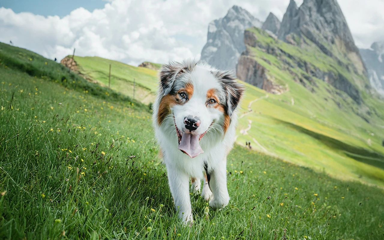 Smiling dog in the mountains