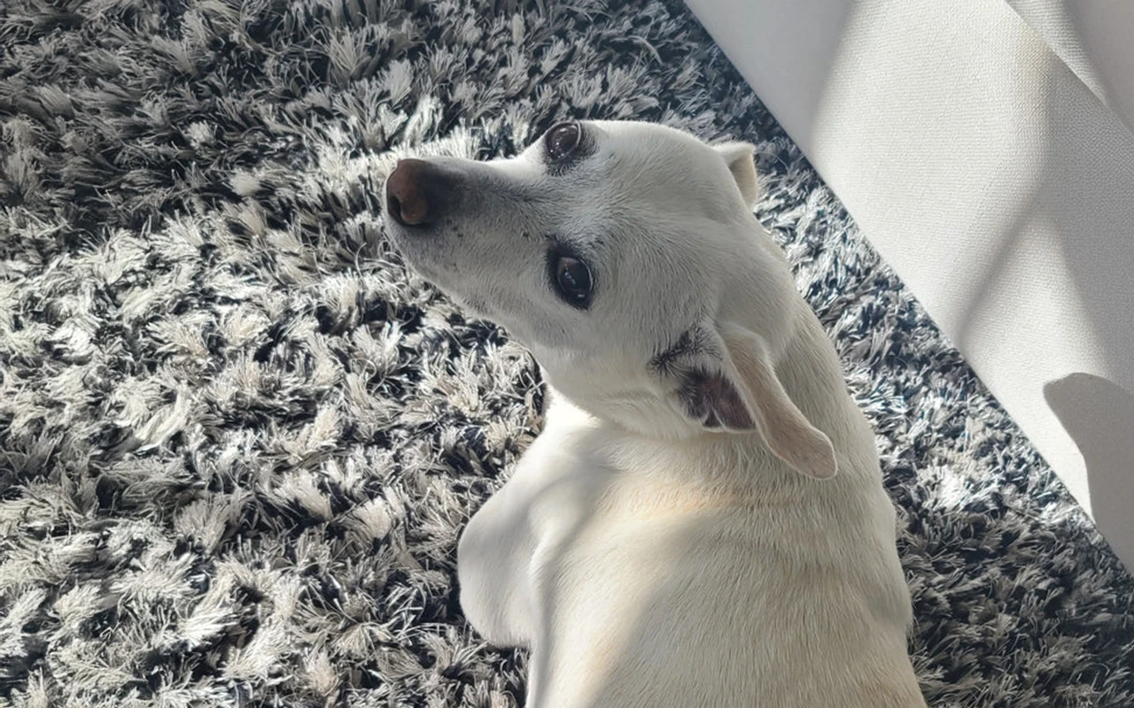 Foster, a healthy and vibrant 17-year-old Terrier mix, relaxing comfortably on his favorite rug