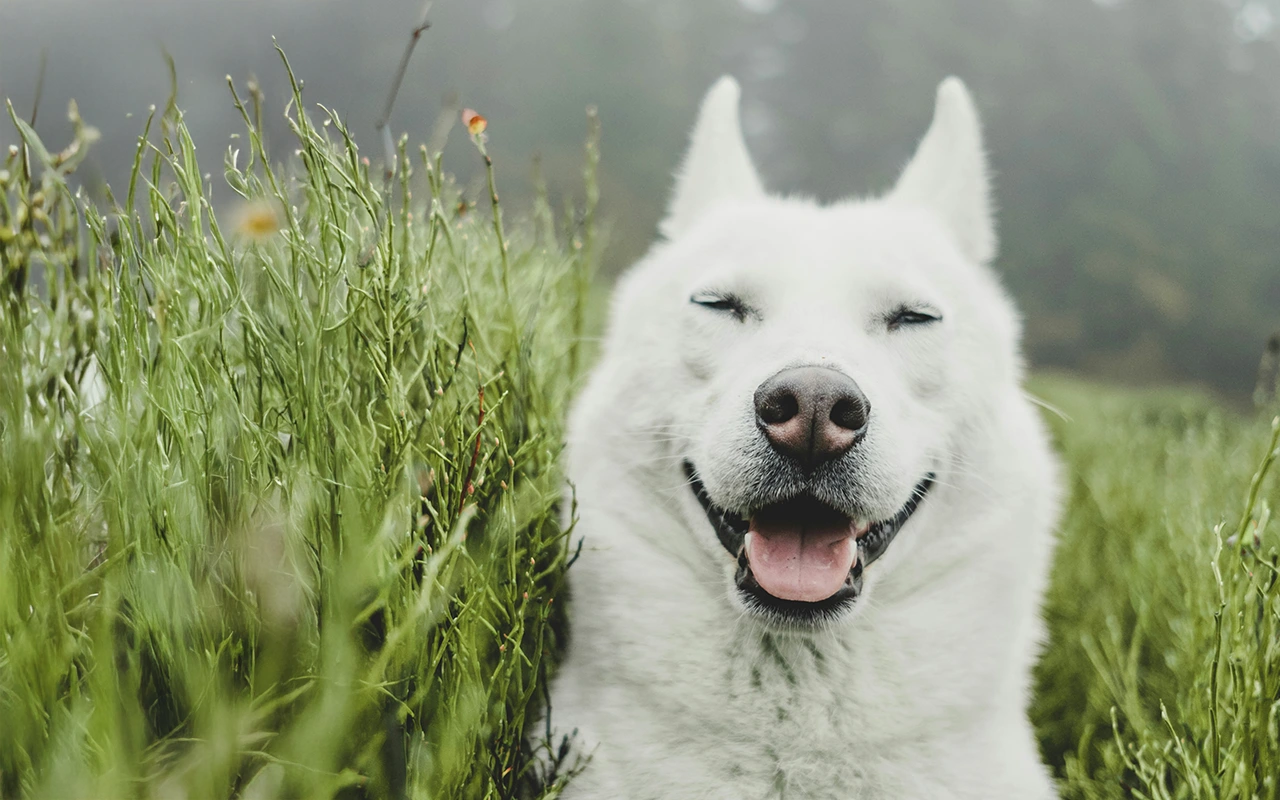 Happy dog in a field representing the happiness of simple and fair pricing