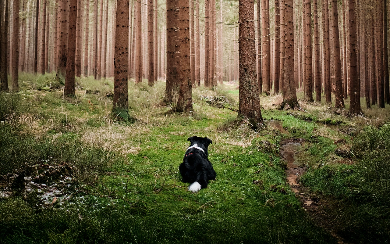 Dog looking lovingly at trees in nature.